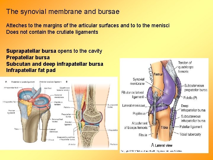 The synovial membrane and bursae Atteches to the margins of the articular surfaces and