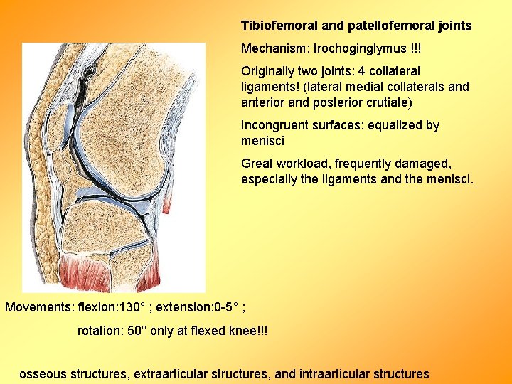 Tibiofemoral and patellofemoral joints Mechanism: trochoginglymus !!! Originally two joints: 4 collateral ligaments! (lateral