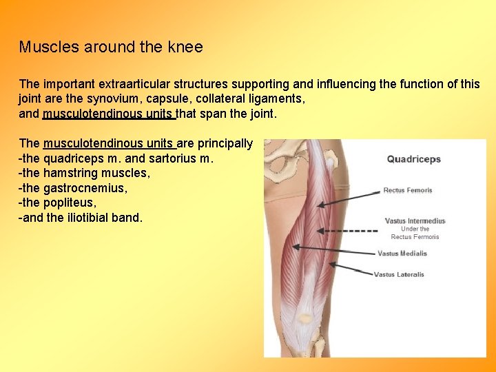 Muscles around the knee The important extraarticular structures supporting and influencing the function of