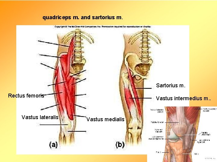 quadriceps m. and sartorius m. Sartorius m. Rectus femoris Vastus lateralis Vastus intermedius m.