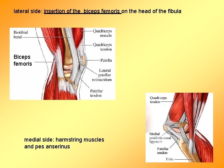 lateral side: insertion of the biceps femoris on the head of the fibula Biceps