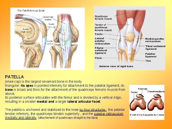 PATELLA (knee cap) is the largest sesamoid bone in the body triangular: its apex