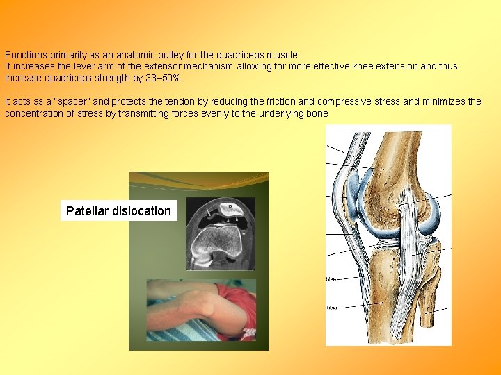 Functions primarily as an anatomic pulley for the quadriceps muscle. It increases the lever