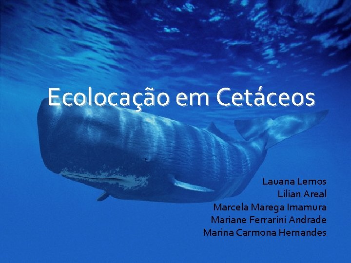 Ecolocação em Cetáceos Lauana Lemos Lilian Areal Marcela Marega Imamura Mariane Ferrarini Andrade Marina