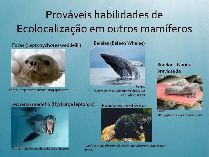 Prováveis habilidades de Ecolocalização em outros mamíferos Focas (Leptonychotes weddellii) Baleias (Baleen Whales) Roedor