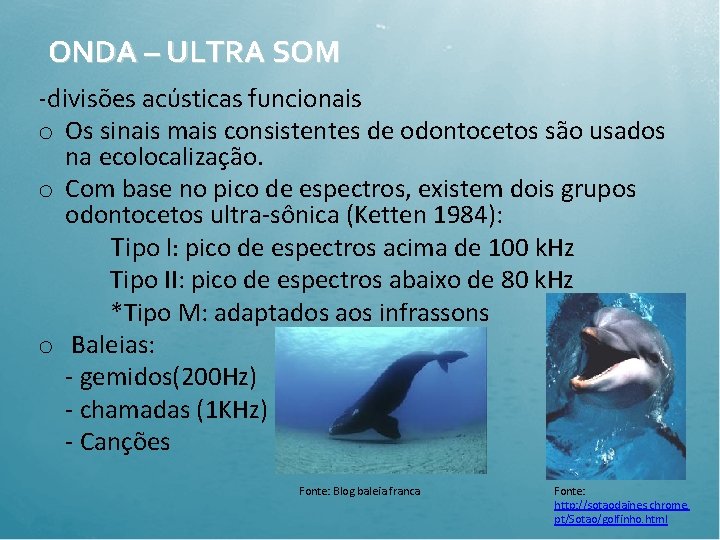 ONDA – ULTRA SOM -divisões acústicas funcionais o Os sinais mais consistentes de odontocetos