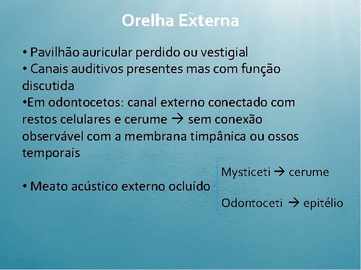 Orelha Externa • Pavilhão auricular perdido ou vestigial • Canais auditivos presentes mas com