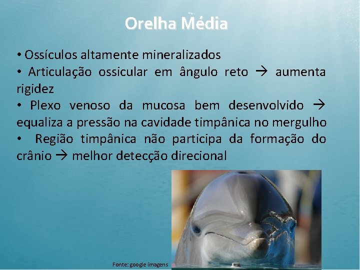 Orelha Média • Ossículos altamente mineralizados • Articulação ossicular em ângulo reto aumenta rigidez