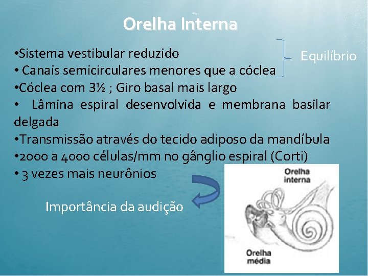 Orelha Interna • Sistema vestibular reduzido Equilíbrio • Canais semicirculares menores que a cóclea