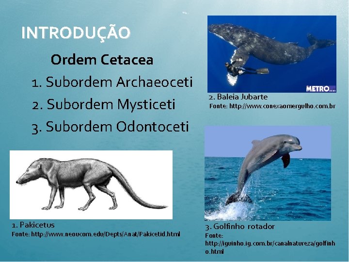 INTRODUÇÃO Ordem Cetacea 1. Subordem Archaeoceti 2. Subordem Mysticeti 3. Subordem Odontoceti 1. Pakicetus