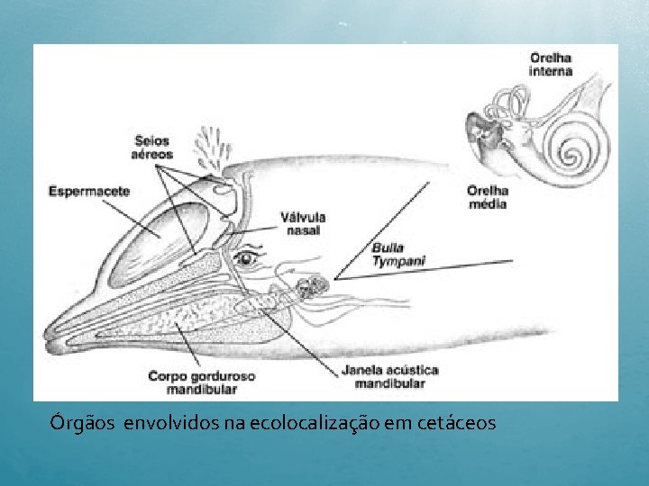 Órgãos envolvidos na ecolocalização em cetáceos 