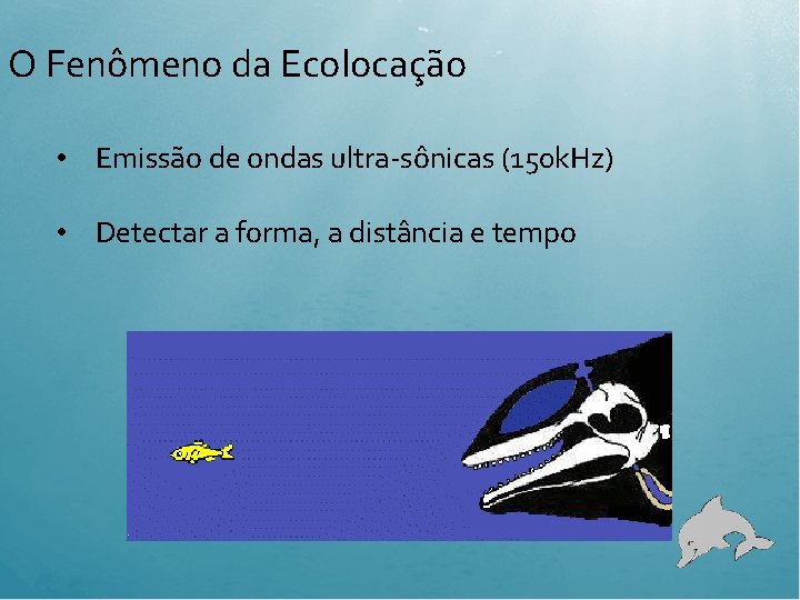 O Fenômeno da Ecolocação • Emissão de ondas ultra-sônicas (150 k. Hz) • Detectar