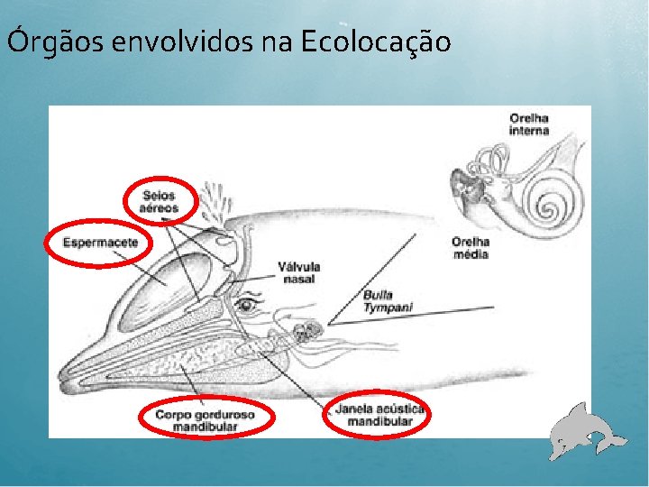 Órgãos envolvidos na Ecolocação 