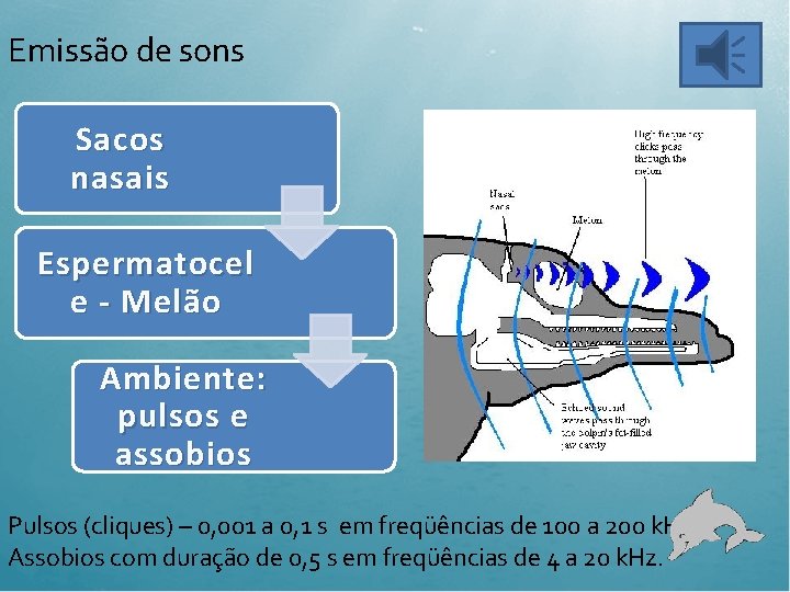 Emissão de sons Sacos nasais Espermatocel e - Melão Ambiente: pulsos e assobios Pulsos