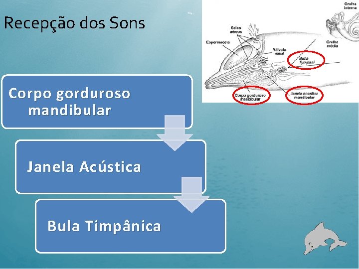 Recepção dos Sons Corpo gorduroso mandibular Janela Acústica Bula Timpânica 