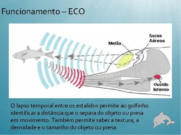 Funcionamento – ECO O lapso temporal entre os estalidos permite ao golfinho identificar a