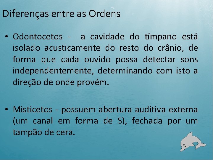 Diferenças entre as Ordens • Odontocetos - a cavidade do tímpano está isolado acusticamente