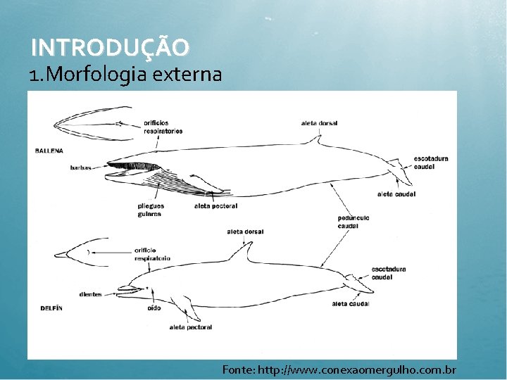 INTRODUÇÃO 1. Morfologia externa Fonte: http: //www. conexaomergulho. com. br 