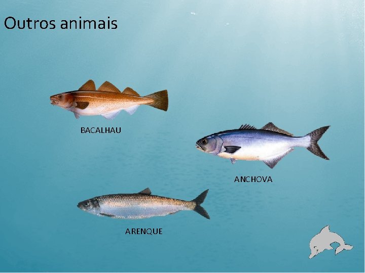 Outros animais BACALHAU ANCHOVA ARENQUE 