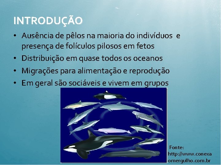 INTRODUÇÃO • Ausência de pêlos na maioria do indivíduos e presença de folículos pilosos