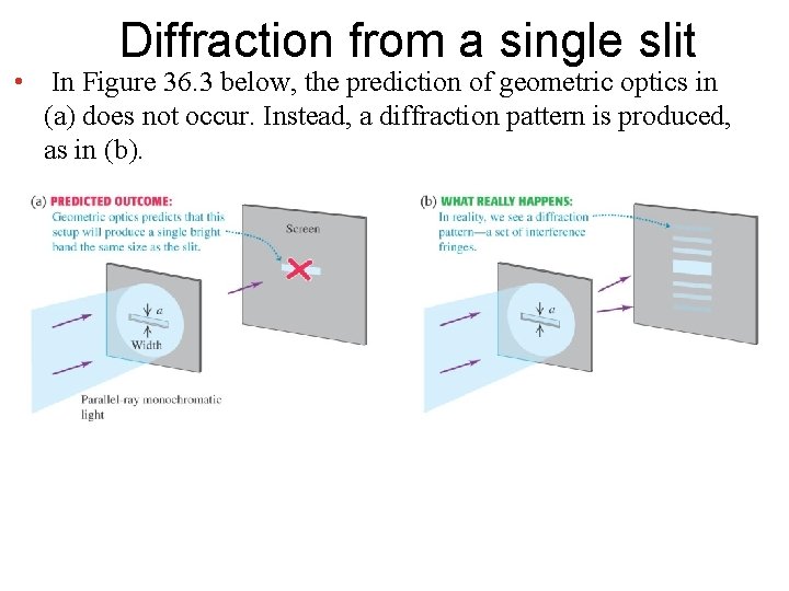 Diffraction from a single slit • In Figure 36. 3 below, the prediction of Diffraction from a single slit • In Figure 36. 3 below, the prediction of