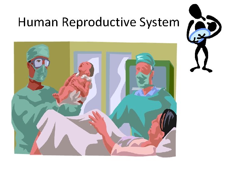 Human Reproductive System 