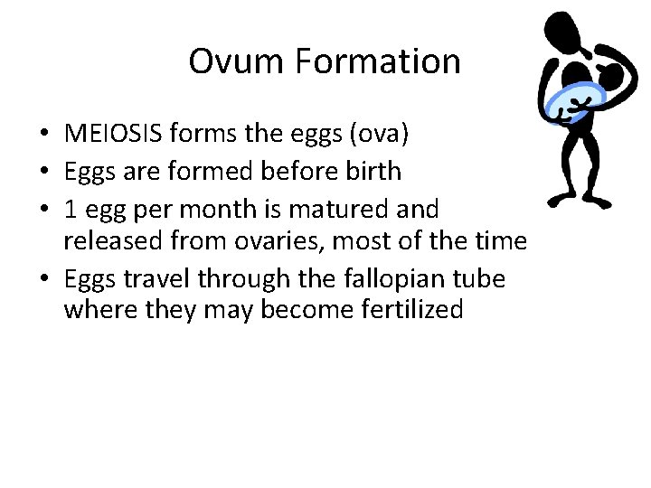 Ovum Formation • MEIOSIS forms the eggs (ova) • Eggs are formed before birth