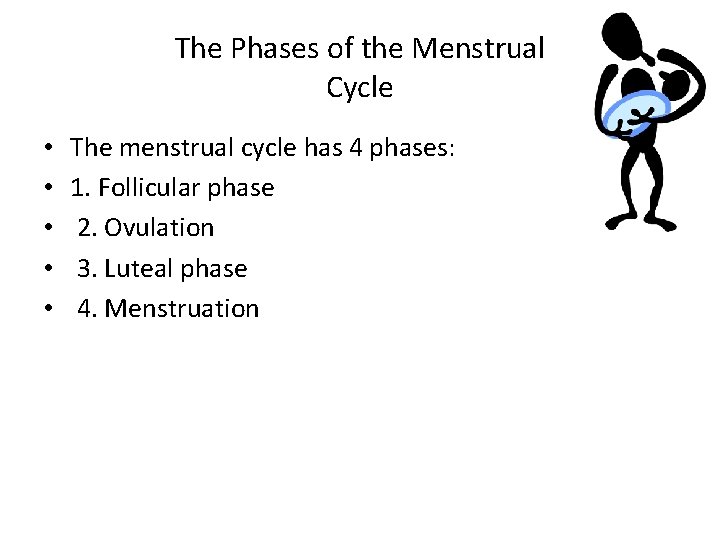 The Phases of the Menstrual Cycle • • • The menstrual cycle has 4