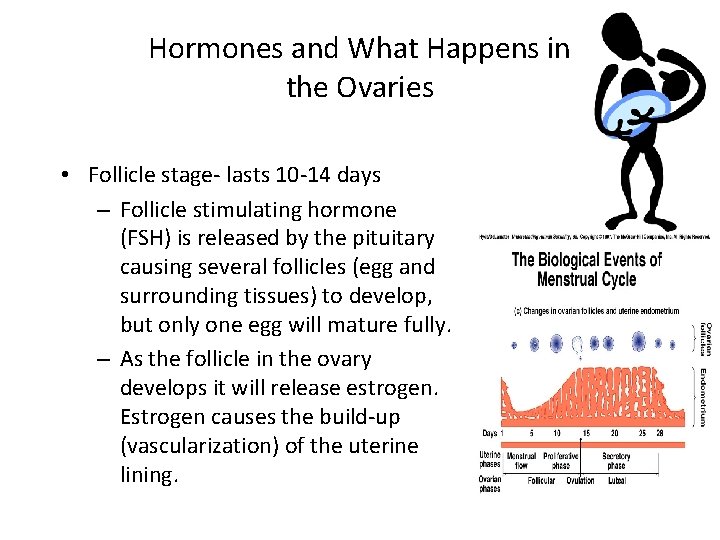 Hormones and What Happens in the Ovaries • Follicle stage- lasts 10 -14 days