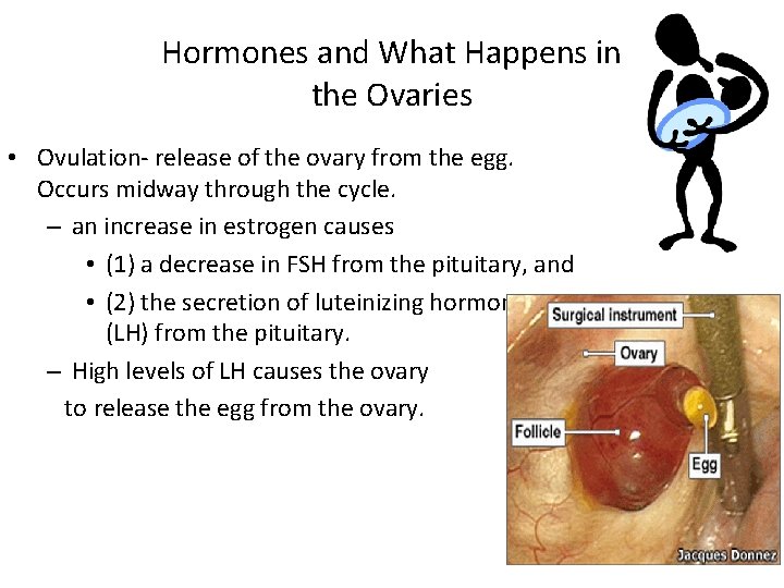 Hormones and What Happens in the Ovaries • Ovulation- release of the ovary from