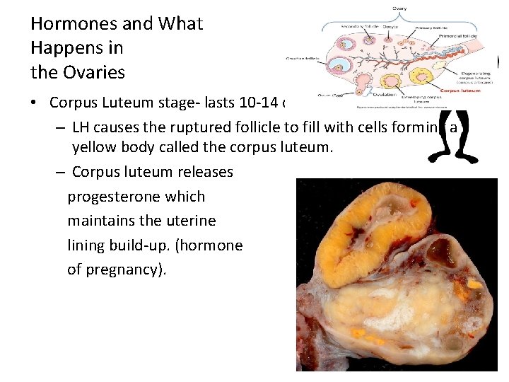 Hormones and What Happens in the Ovaries • Corpus Luteum stage- lasts 10 -14