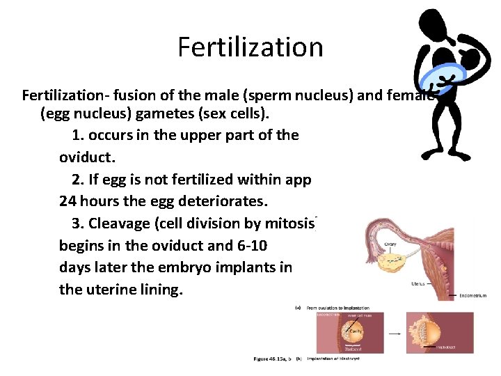 Fertilization- fusion of the male (sperm nucleus) and female (egg nucleus) gametes (sex cells).