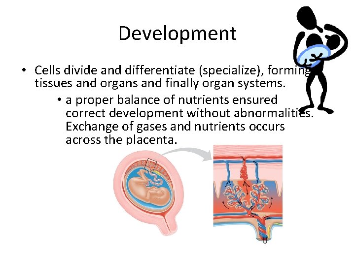 Development • Cells divide and differentiate (specialize), forming tissues and organs and finally organ