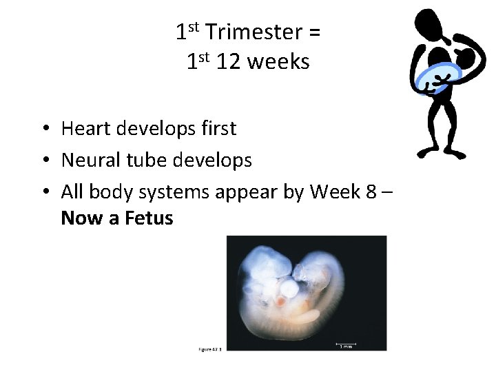 1 st Trimester = 1 st 12 weeks • Heart develops first • Neural