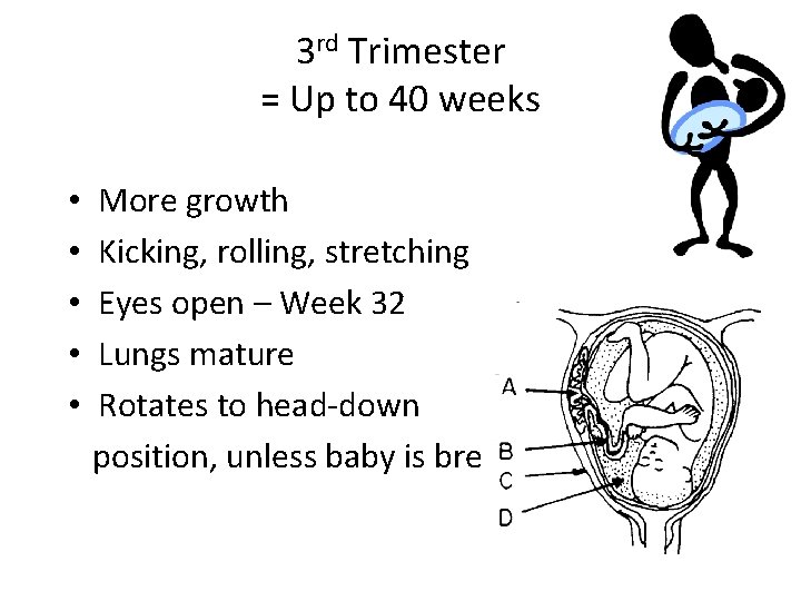 3 rd Trimester = Up to 40 weeks • • • More growth Kicking,