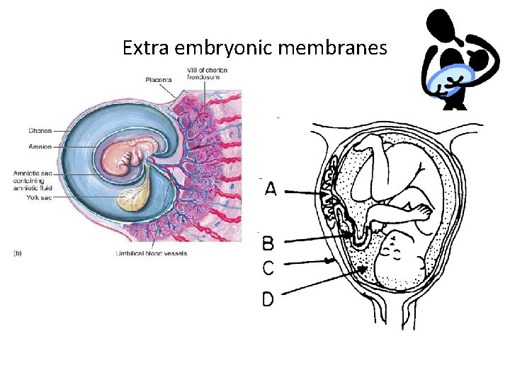 Extra embryonic membranes 