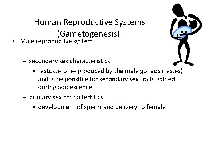 Human Reproductive Systems (Gametogenesis) • Male reproductive system – secondary sex characteristics • testosterone-