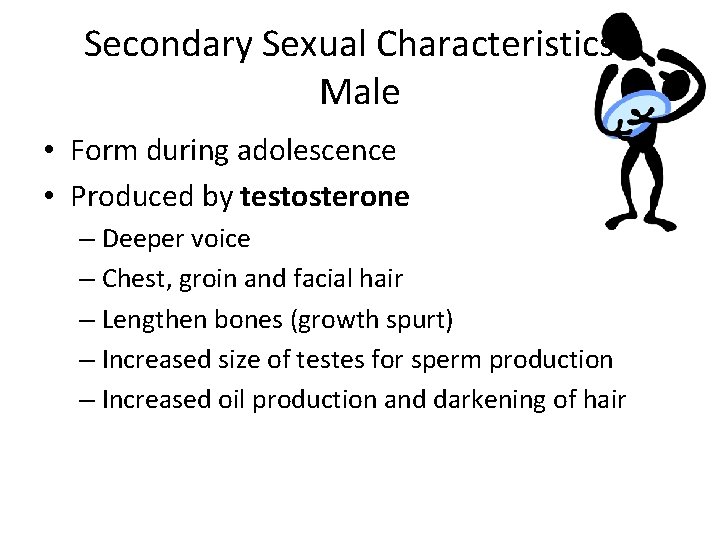 Secondary Sexual Characteristics Male • Form during adolescence • Produced by testosterone – Deeper