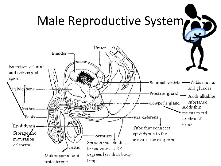 Male Reproductive System Excretion of urine and delivery of sperm Storage and maturation of