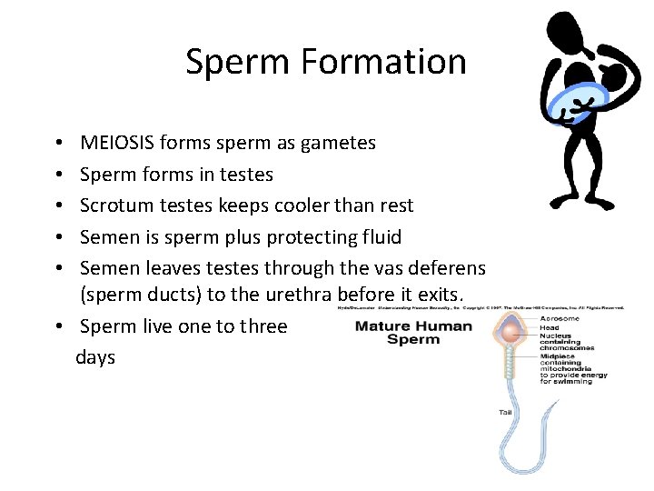 Sperm Formation MEIOSIS forms sperm as gametes Sperm forms in testes Scrotum testes keeps