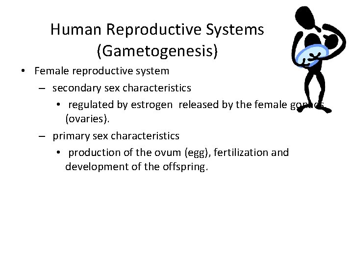 Human Reproductive Systems (Gametogenesis) • Female reproductive system – secondary sex characteristics • regulated