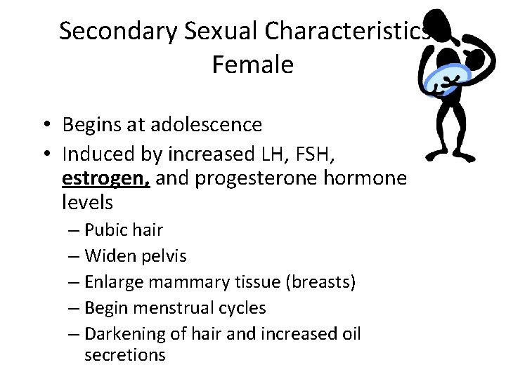 Secondary Sexual Characteristics Female • Begins at adolescence • Induced by increased LH, FSH,