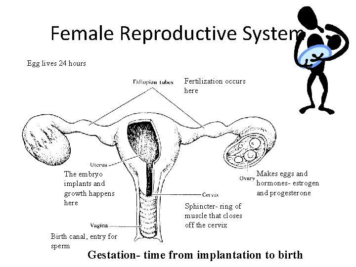 Female Reproductive System Egg lives 24 hours Fertilization occurs here The embryo implants and