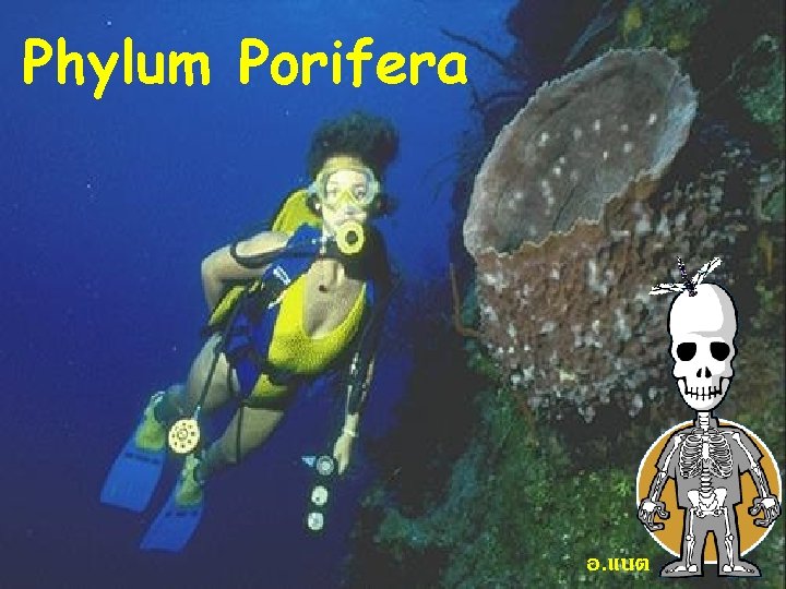 Phylum Porifera อ. แนต 