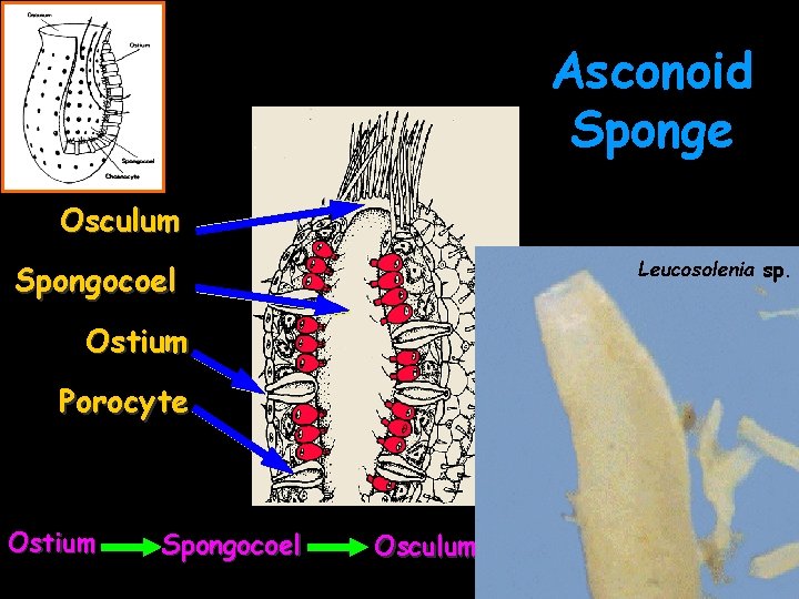 Asconoid Sponge Osculum Leucosolenia sp. Spongocoel Ostium Porocyte Ostium Spongocoel Osculum 