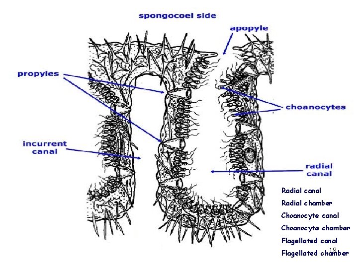 Radial canal Radial chamber Choanocyte canal Choanocyte chamber Flagellated canal 19 Flagellated chamber 