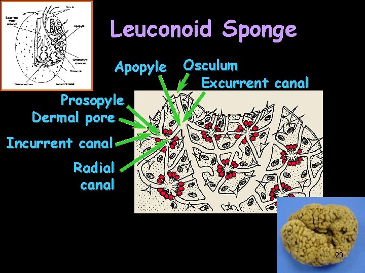 Leuconoid Sponge Apopyle Prosopyle Dermal pore Osculum Excurrent canal Incurrent canal Radial canal 20