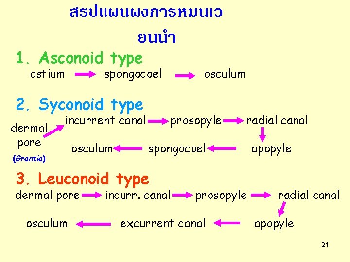 สรปแผนผงการหมนเว ยนนำ 1. Asconoid type ostium spongocoel 2. Syconoid type dermal pore incurrent canal