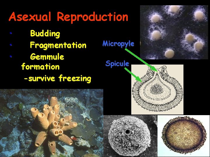 Asexual Reproduction • • • Budding Fragmentation Gemmule formation -survive freezing Micropyle Spicule 22