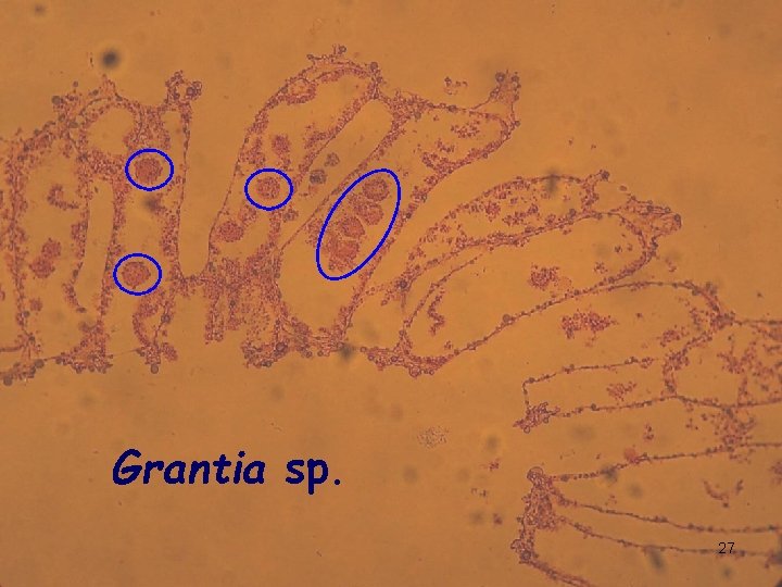 Grantia sp. 27 